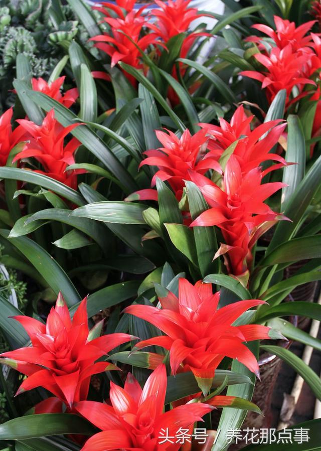 风水植物有哪些，家里旺风水的植物有哪些