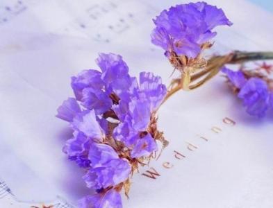 中年女人过生日送什么花,女生过生日送什么鲜花好