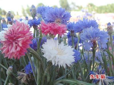 中年女人过生日送什么花,女生过生日送什么鲜花好