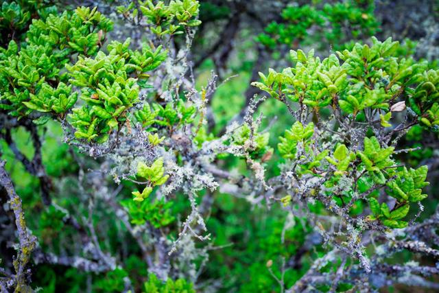 格萨拉生态旅游区，格萨拉生态旅游景区（格萨拉旅游景点介绍）