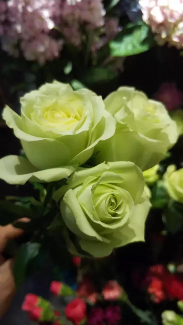 情人节礼物送什么情人节到了各种颜色玫瑰花语，你一定知道！