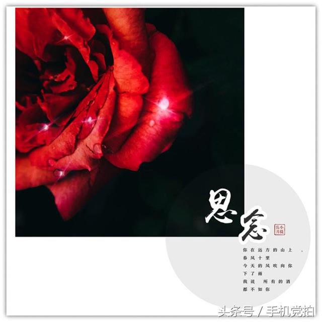 情人节送玫瑰花图片七夕节送你16张心意“表白卡”｜16朵暗藏心意的花语，你