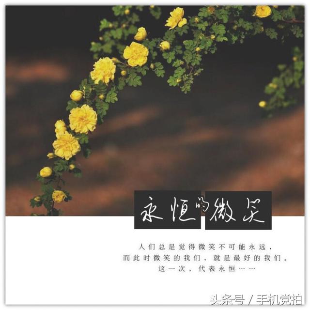情人节送玫瑰花图片七夕节送你16张心意“表白卡”｜16朵暗藏心意的花语，你