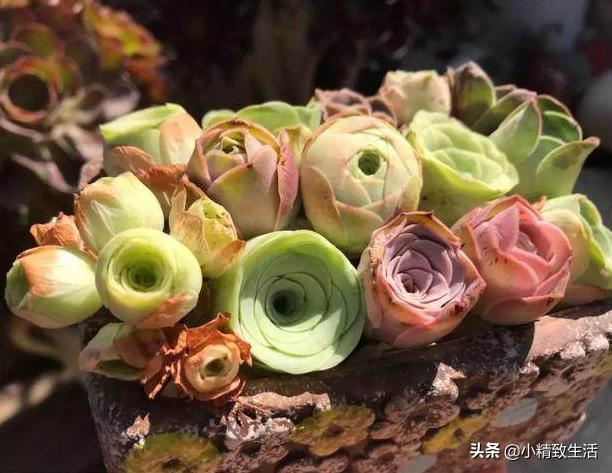 情人节送礼物情人节送玫瑰，就送这8种“永不凋谢”的多肉玫瑰，象征天长地