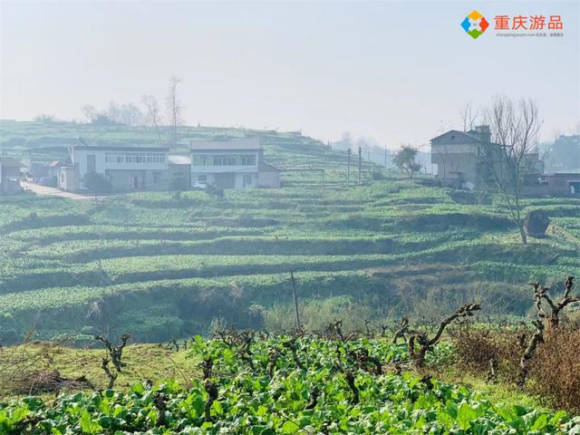 那个叫什么陵榨菜（闻名中国的涪陵榨菜）