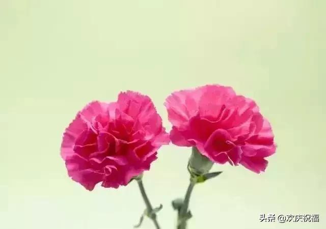 情人节送女生什么明日情人节，罕见情人花，你见过吗？忍不住发给你看看