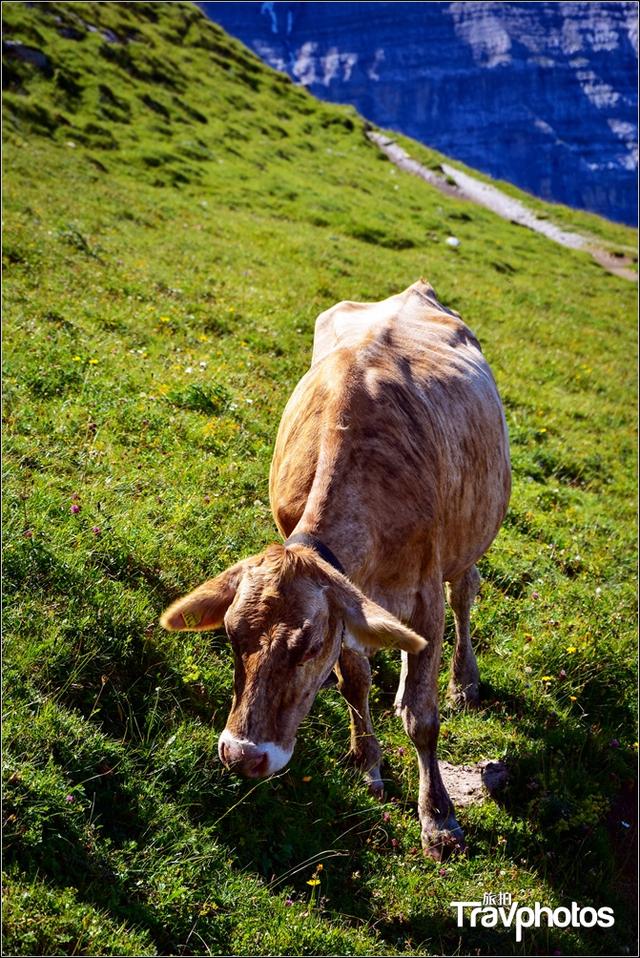 徒步博格达峰，孤寂的行者——记天山博格达峰自然保护区大东沟徒步
