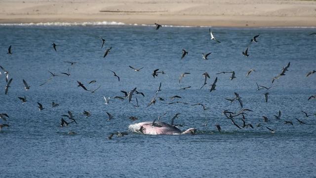 微信能看抖音的日子，已经不远了