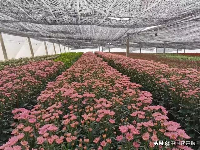 今年情人节送什么好谁说情人节没有鲜花？请签收我为您种下的这片花海