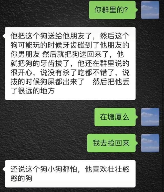 被拔牙柴犬已找到，未傷牙床，換牙後有望長出新牙 家有萌寵 第3张