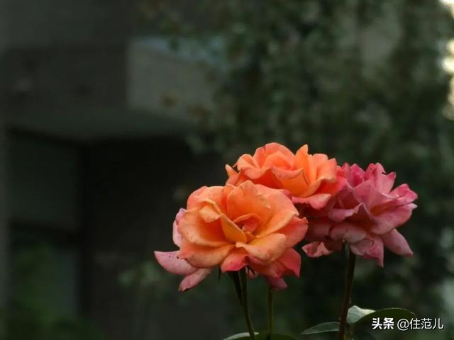 情人节送女朋友什么礼物比较有意义情人节你们送的，统统都是月季