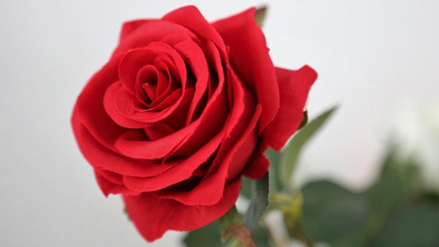 玫瑰花全屏锁屏壁纸,玫瑰花图片大全大图高清玫瑰