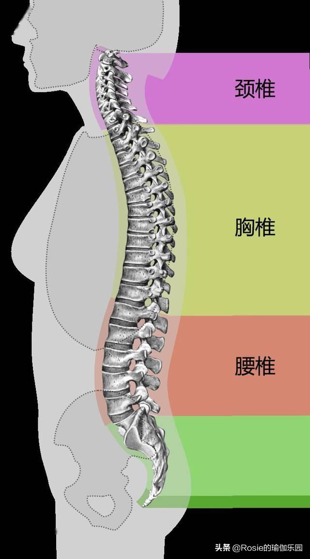 被金晨天鵝頸美到，沒有基因優勢做好這2點，日常養成美頸直角肩 健身減肥達人 第15张