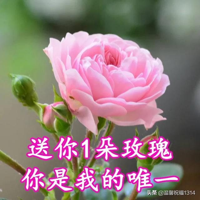 情人节送什么3.14白色情人节到了，送你1314朵玫瑰！祝爱情甜蜜，幸福久久