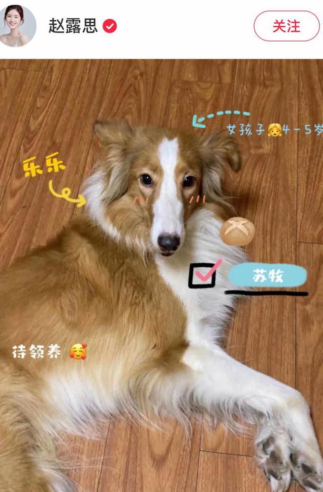 撿到一隻流浪狗，7個月無人領養，最後居然被一位明星看上了 萌趣萌寵 第5张