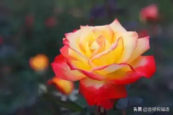 情人节礼物送什么明天情人节，送你999滴水玫瑰，太太太太美了，祝你美满幸福