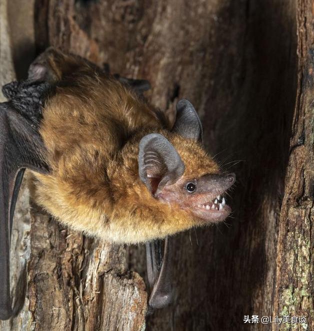 蝙蝠是保护动物吗，野生蝙蝠几级保护动物（除了穿山甲和蝙蝠）