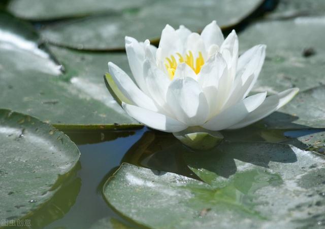 老婆送什么花好,老婆生日送什么花合适