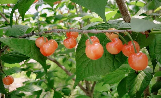 最甜的樱桃品种是哪几种，全球极具潜力的十个甜樱桃品种