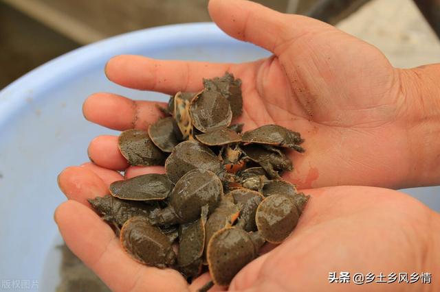 甲鱼是怎样养殖，多种方式，总有一个适合你