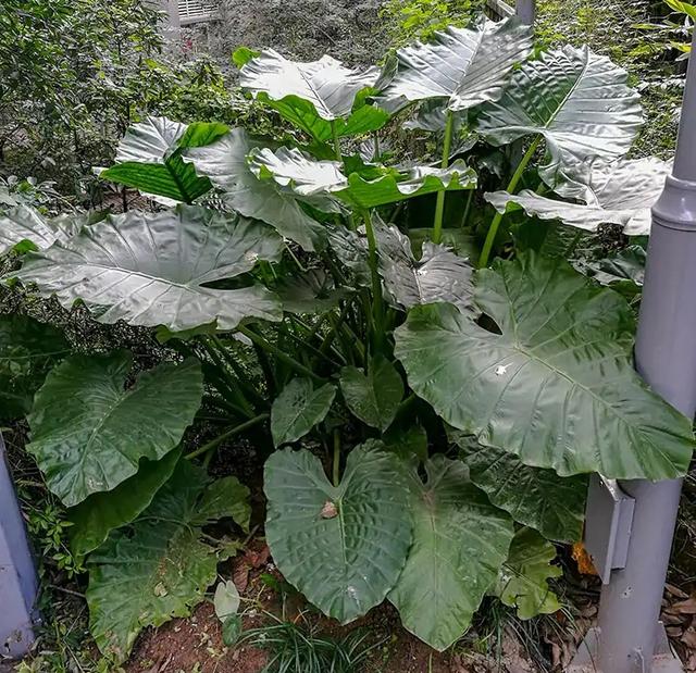 八种常见有毒花，这15种大毒花