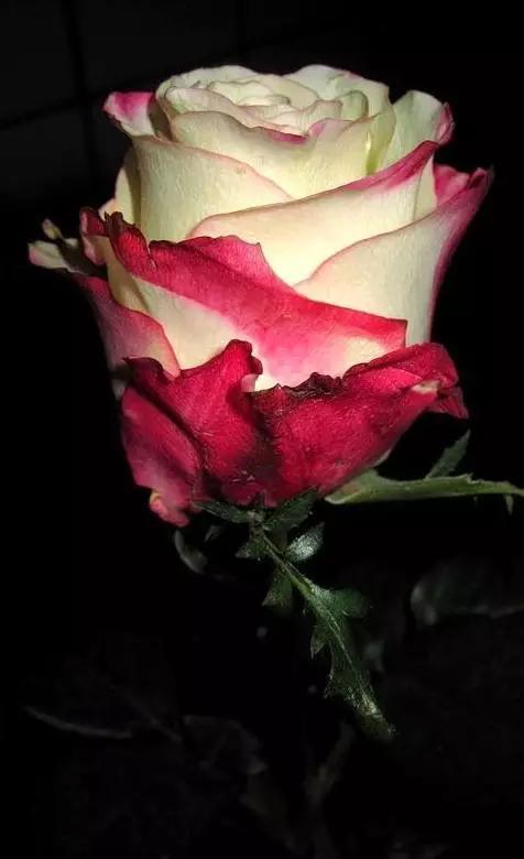 今年情人节流行送什么情人节快乐！所有罕见的玫瑰，送给朋友们