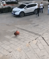 神评爆笑合集：女朋友给出了一道送命题，应该怎么回答？哈哈哈 送女朋友礼