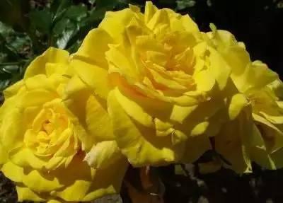 花语代表治愈的花，100种花的花语养养眼