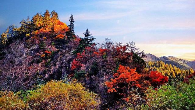 人间仙境满山红叶，原来是峨眉山的树叶红了……