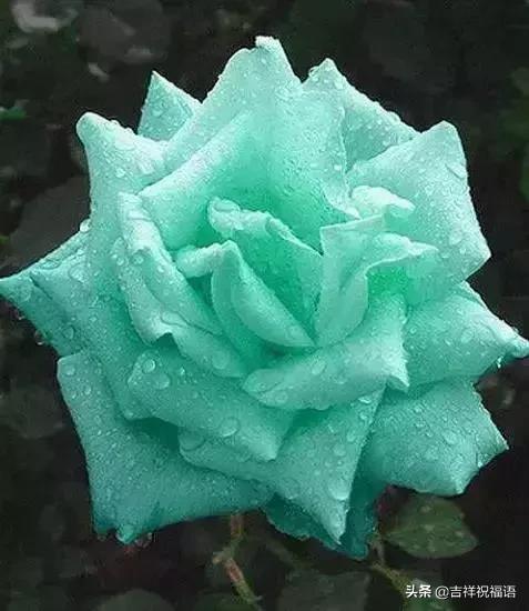 情人节礼物送什么明天情人节，送你999滴水玫瑰，太太太太美了，祝你美满幸福