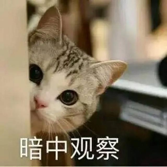 猫生小猫要怎么处理，猫咪生产注意事项（猫咪生产你必须要知道的5件事）