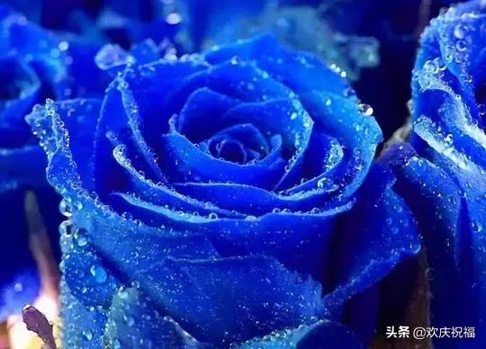 七夕送什么明天2.14日情人节，999玫瑰送给所有朋友，祝你们情人节快乐