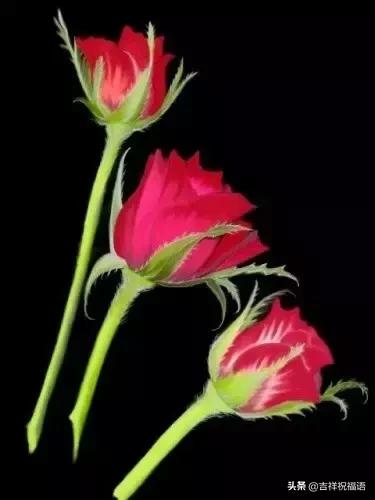 情人节送玫瑰花的含义5201314， 送你999玫瑰花，祝你爱情甜甜蜜蜜