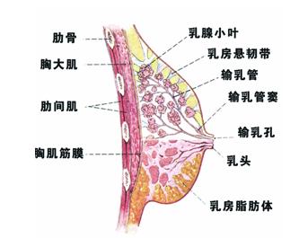肉感巨凥无码av