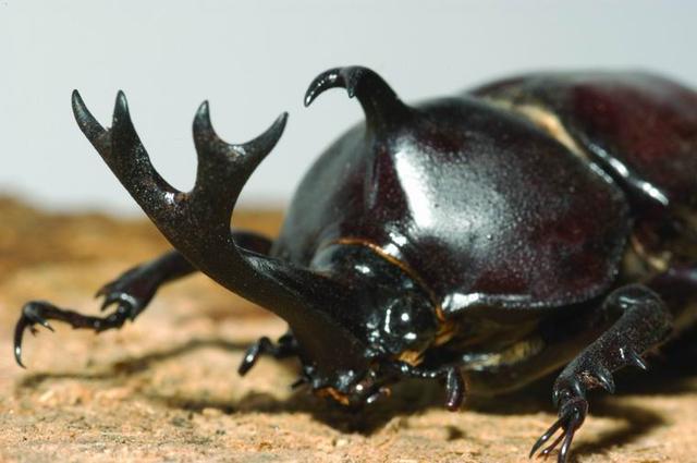 独角仙是什么昆虫，独角仙外形和特点（看了这只甲虫的励志故事）