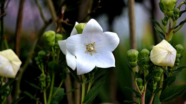 5月28日-6月1日星座运势：金牛座谦虚谨慎，水瓶座循序渐进（摩羯男水瓶女）插图