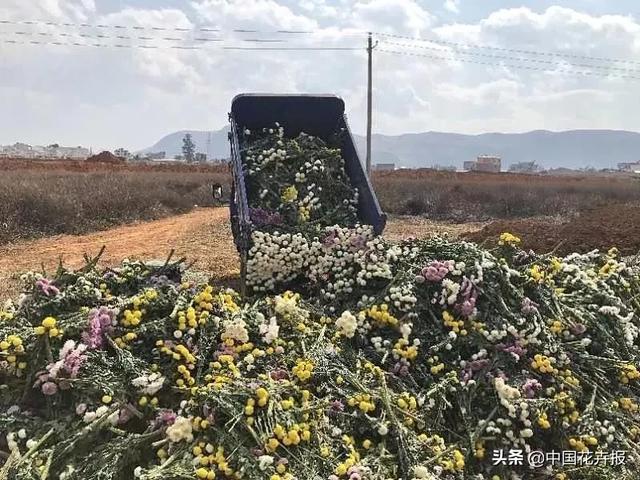 今年情人节送什么好谁说情人节没有鲜花？请签收我为您种下的这片花海