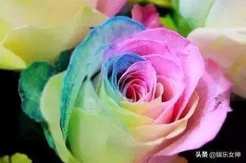 情人节送给女朋友什么礼物明天2.14情人节，214漂亮玫瑰送给群里每位朋友~醉倒