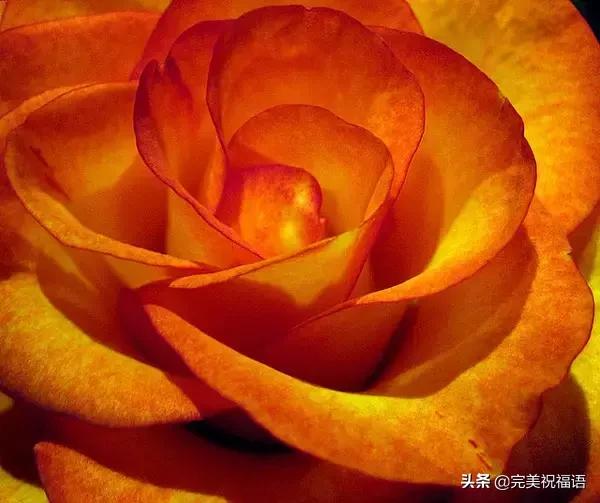 情人节送男友今日情人节，2.14玫瑰送给亲爱的朋友，祝你们情人节快乐