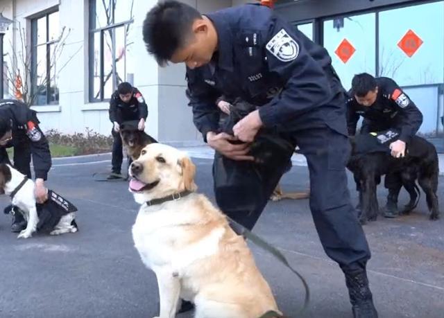 警犬也過年了，狗子們穿新衣，貼對聯，吃肉肉，它們笑得太甜了 萌趣萌寵 第4张