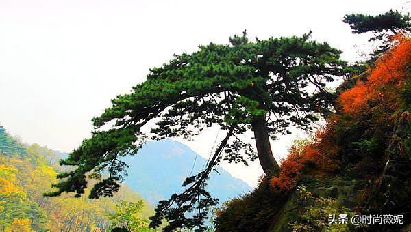 情人节送男朋友礼物这“6种树”最长情，情人节送“爱人”最合适，比玫瑰花