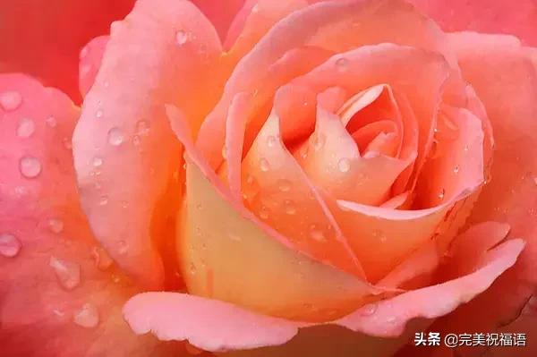 情人节送男友今日情人节，2.14玫瑰送给亲爱的朋友，祝你们情人节快乐