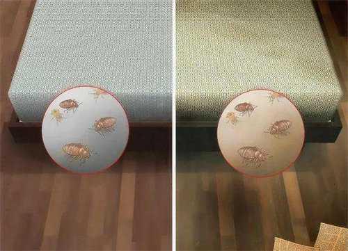 床虱怎么彻底消灭（床虱子是怎么产生的）