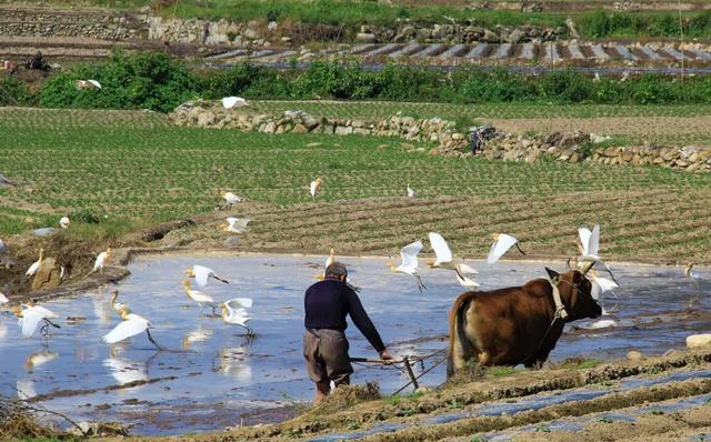 2020年“美丽中国，我是行动者” 主题摄影比赛微信投票通道正式开启