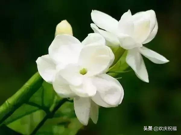 情人节送女生什么明日情人节，罕见情人花，你见过吗？忍不住发给你看看