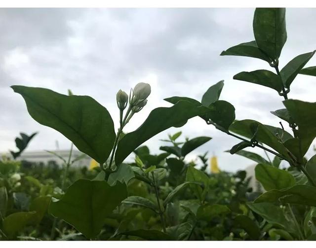 茉莉花茶的作用养护方法，茉莉花茶就是用茉莉花泡的