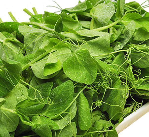 凉菜龙须菜怎么种植，龙须菜到底是什么菜