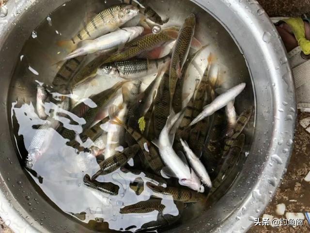 常吃的鱼有哪些，常见的45种食用鱼大全