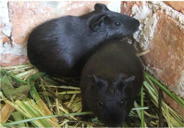 豚鼠怎么饲养最好，可爱的黑豚鼠好养吗