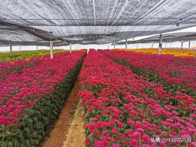 今年情人节送什么好谁说情人节没有鲜花？请签收我为您种下的这片花海